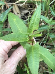 Persicaria strigosa