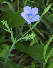 Linum