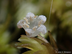 Leucopogon fasciculatus