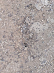 Pogonomyrmex rugosus