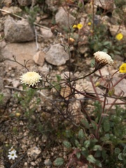 Chaenactis carphoclinia