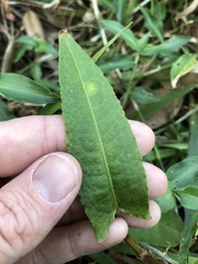 Persicaria strigosa