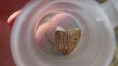 Crocallis dardoinaria