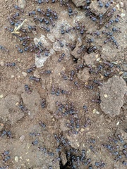 Pogonomyrmex rugosus