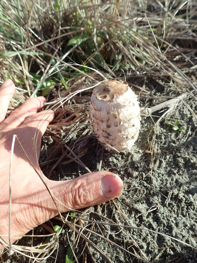 Coprinus comatus · June 2025 · photo: © arnim (iNaturalist, cc-by)