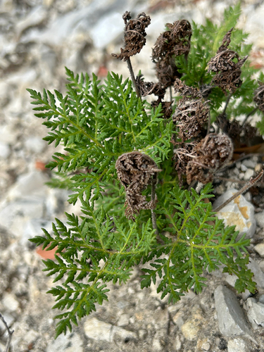 Whitefoot Lipfern (Cheilanthes leucopoda)