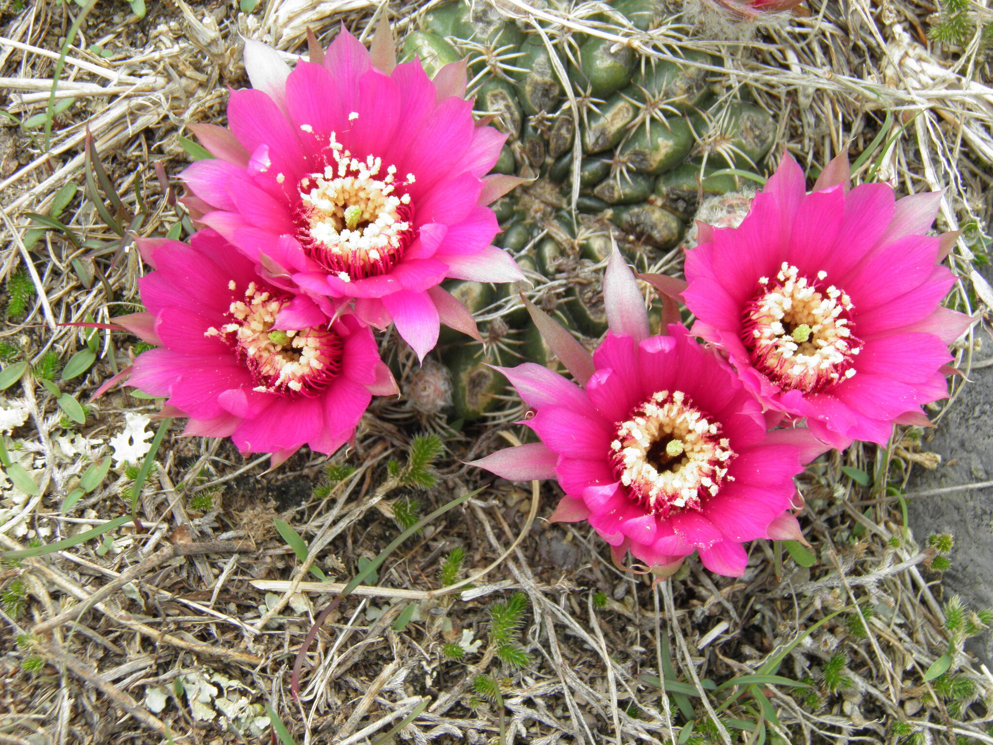 Lobivia tiegeliana