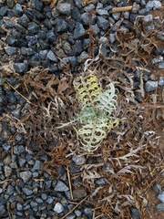 Cynara cardunculus