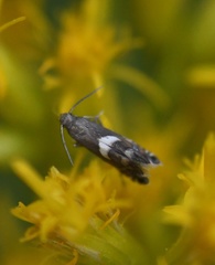 Glyphipteriginae