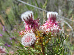 Serruria rosea