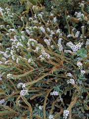 Heliotropium curassavicum