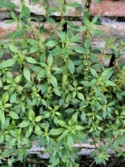 Parietaria