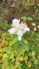 Philadelphus lewisii