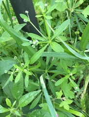 Galium aparine
