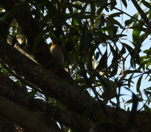 Broad-billed Flycatcher (Myiagra ruficollis), photo 4