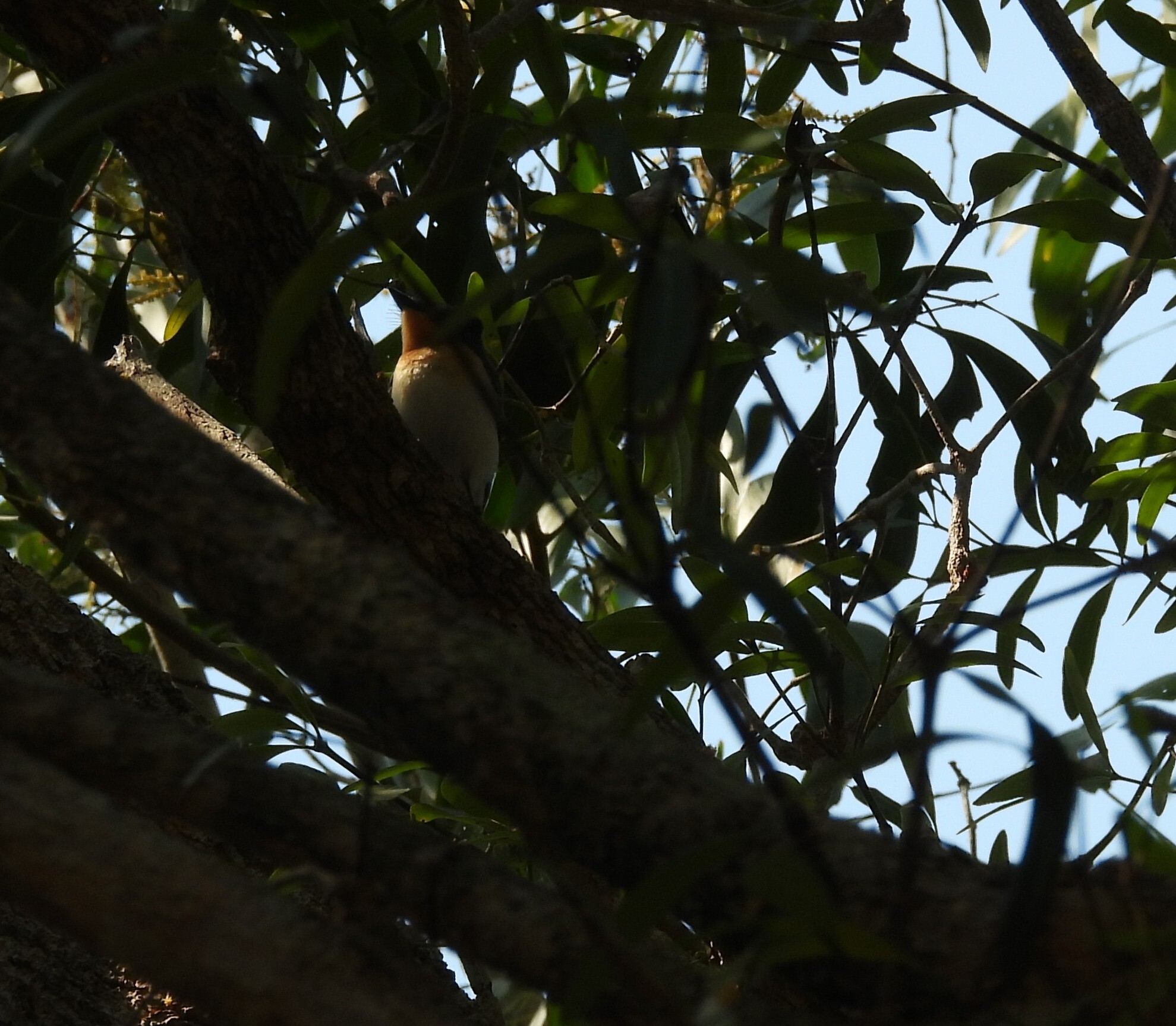 Broad-billed Flycatcher (Myiagra ruficollis), photo 4