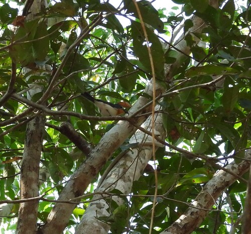 Broad-billed Flycatcher (Myiagra ruficollis), photo 8