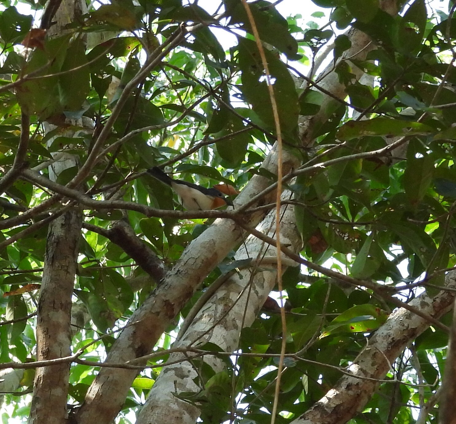 Broad-billed Flycatcher (Myiagra ruficollis), photo 8