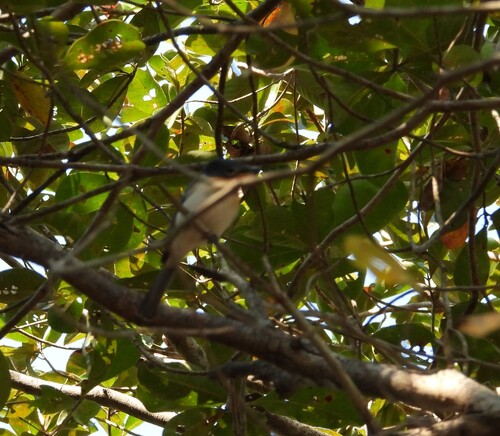 Broad-billed Flycatcher (Myiagra ruficollis), photo 9