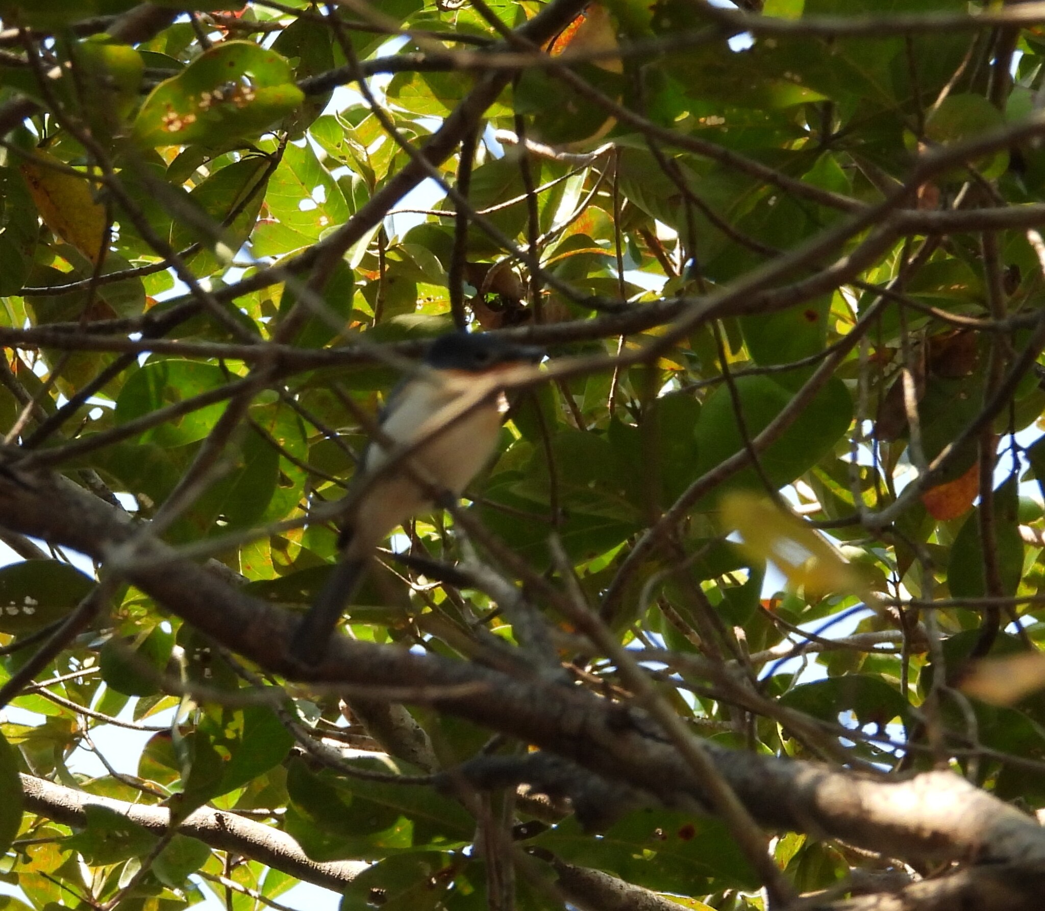 Broad-billed Flycatcher (Myiagra ruficollis), photo 9