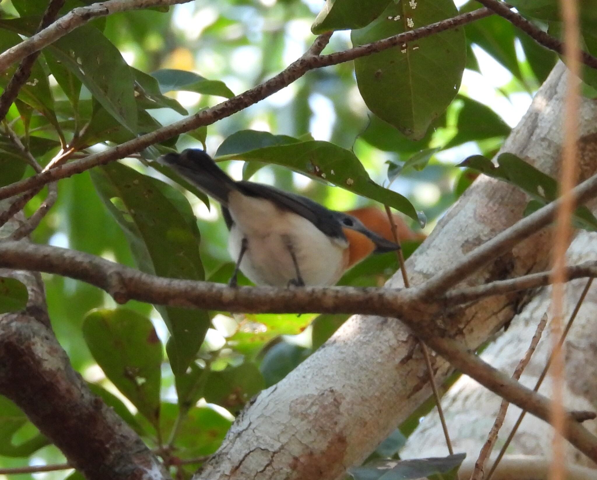 Broad-billed Flycatcher (Myiagra ruficollis), photo 10