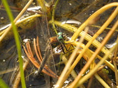 Somatochlora semicircularis