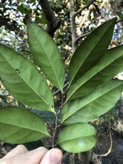 Diospyros fasciculosa