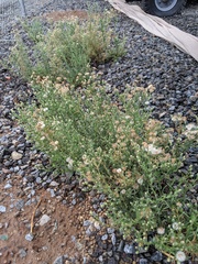 Erigeron bonariensis