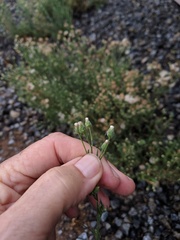 Erigeron bonariensis