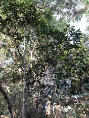 Diospyros fasciculosa
