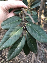 Diospyros fasciculosa