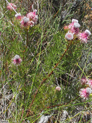 Serruria rosea