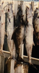 Rachycentron canadum