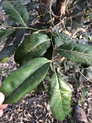 Diospyros fasciculosa