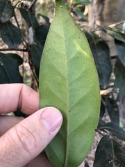 Diospyros fasciculosa