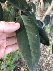 Diospyros fasciculosa