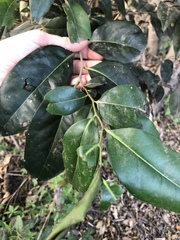 Diospyros fasciculosa