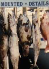 Hyporthodus nigritus