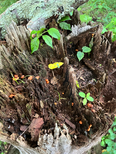 Common Gilled Mushrooms and Allies