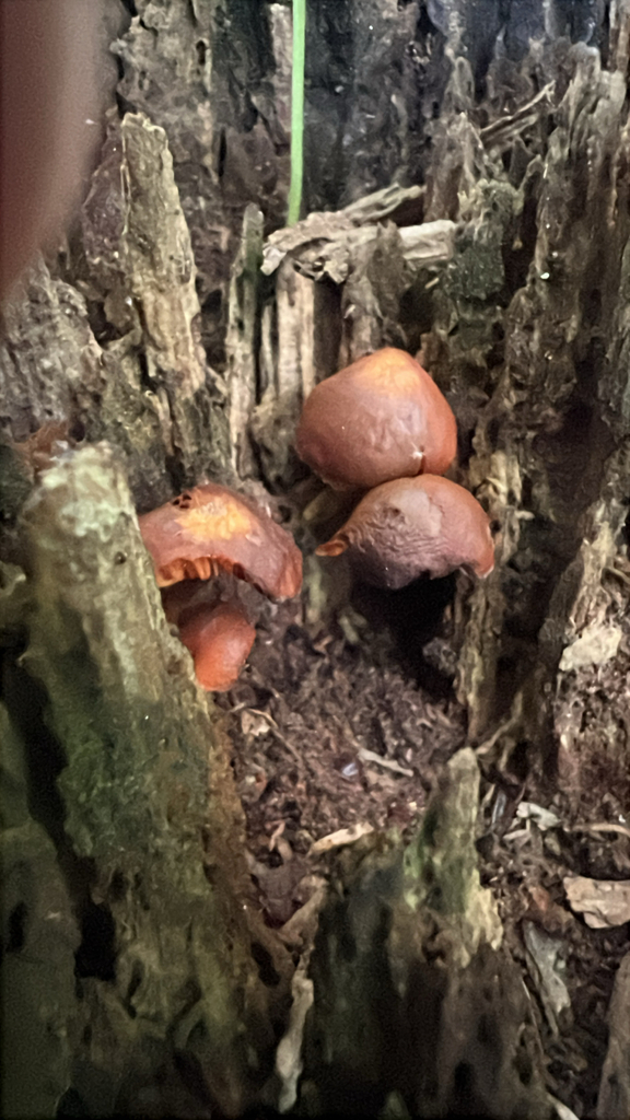 Common Gilled Mushrooms and Allies