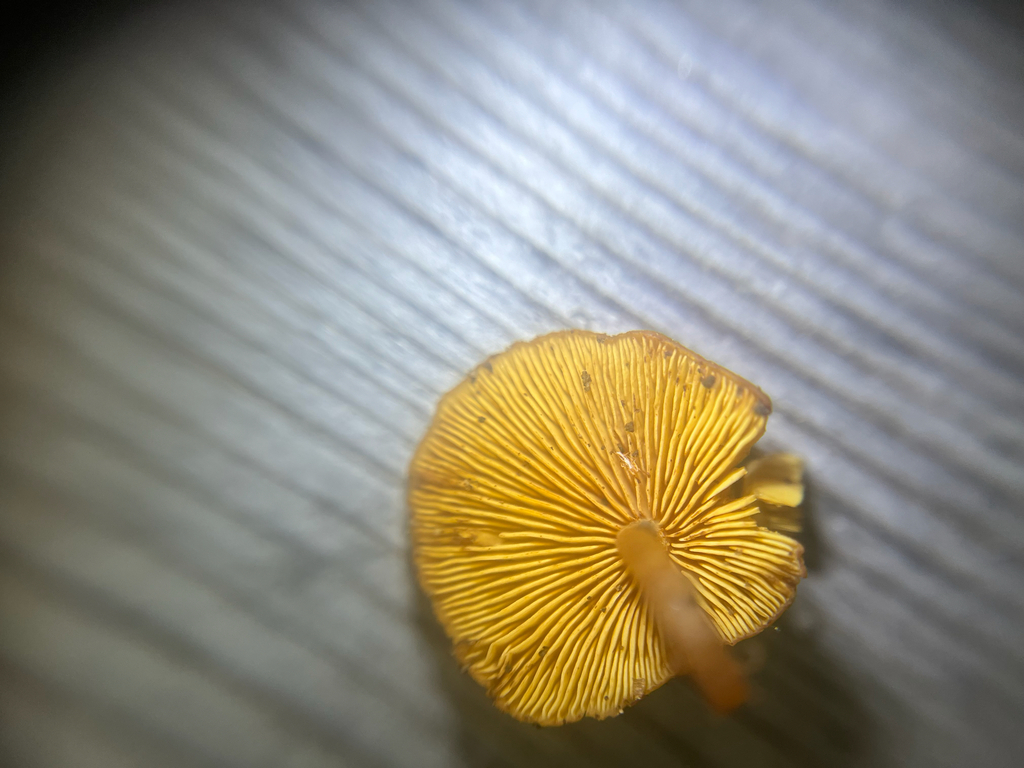Common Gilled Mushrooms and Allies