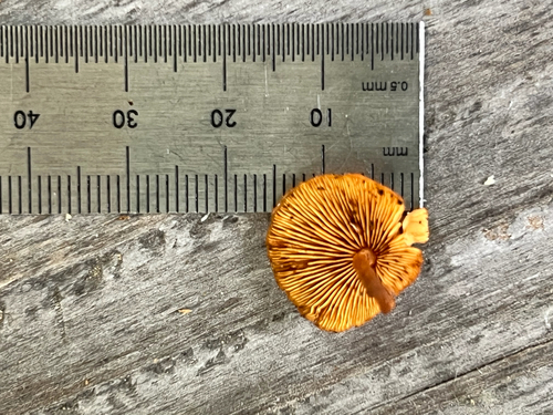 Common Gilled Mushrooms and Allies
