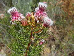 Serruria rosea