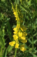 Melilotus officinalis