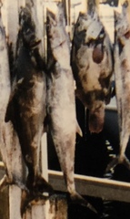 Scomberomorus cavalla