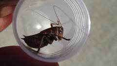 Thyreonotus corsicus