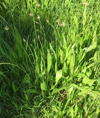Plantago lanceolata