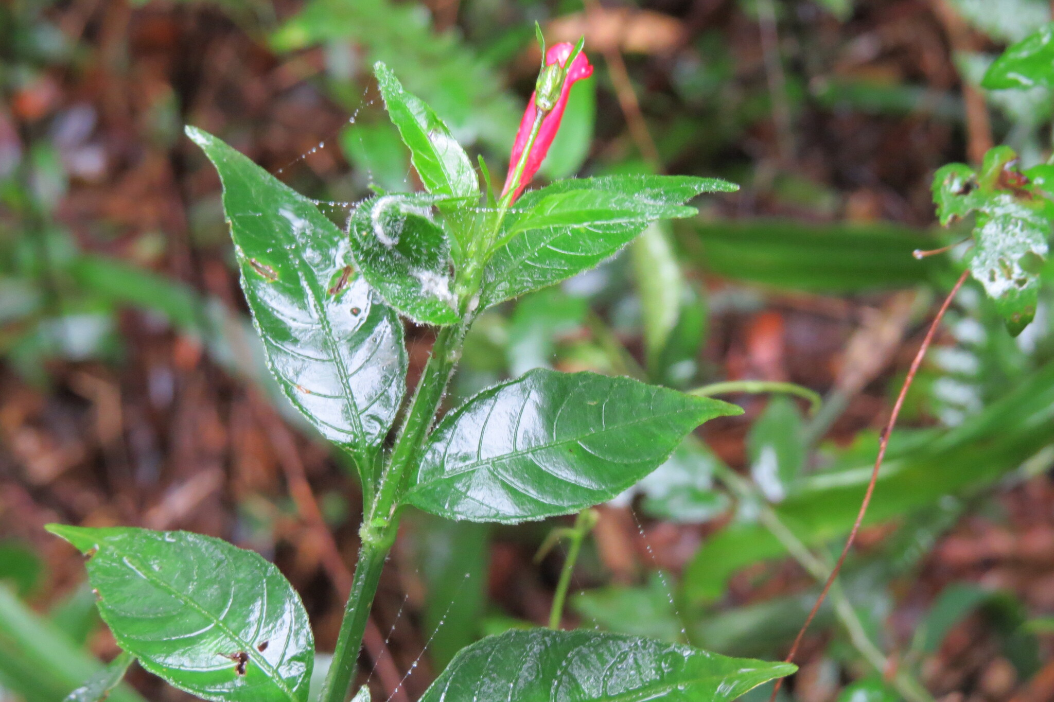 Ruellia angustiflora