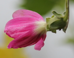 Malva assurgentiflora