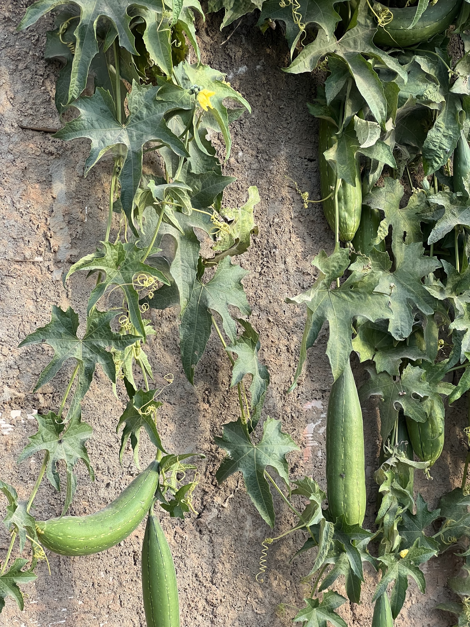 Luffa aegyptiaca